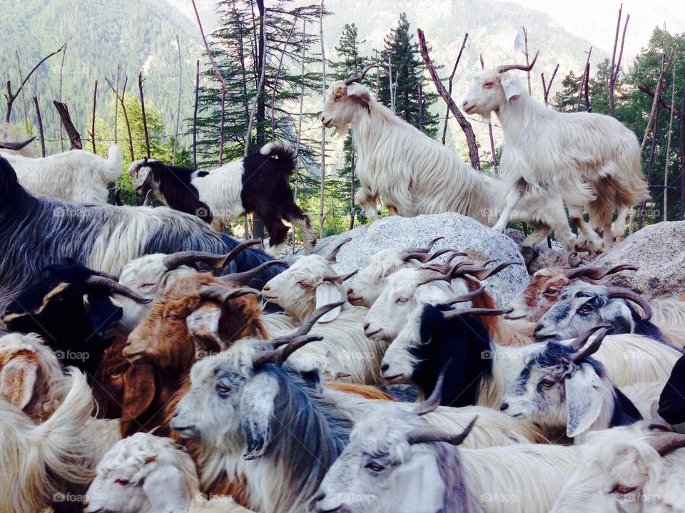 Goat, Agriculture, Livestock, Farm, Domestic