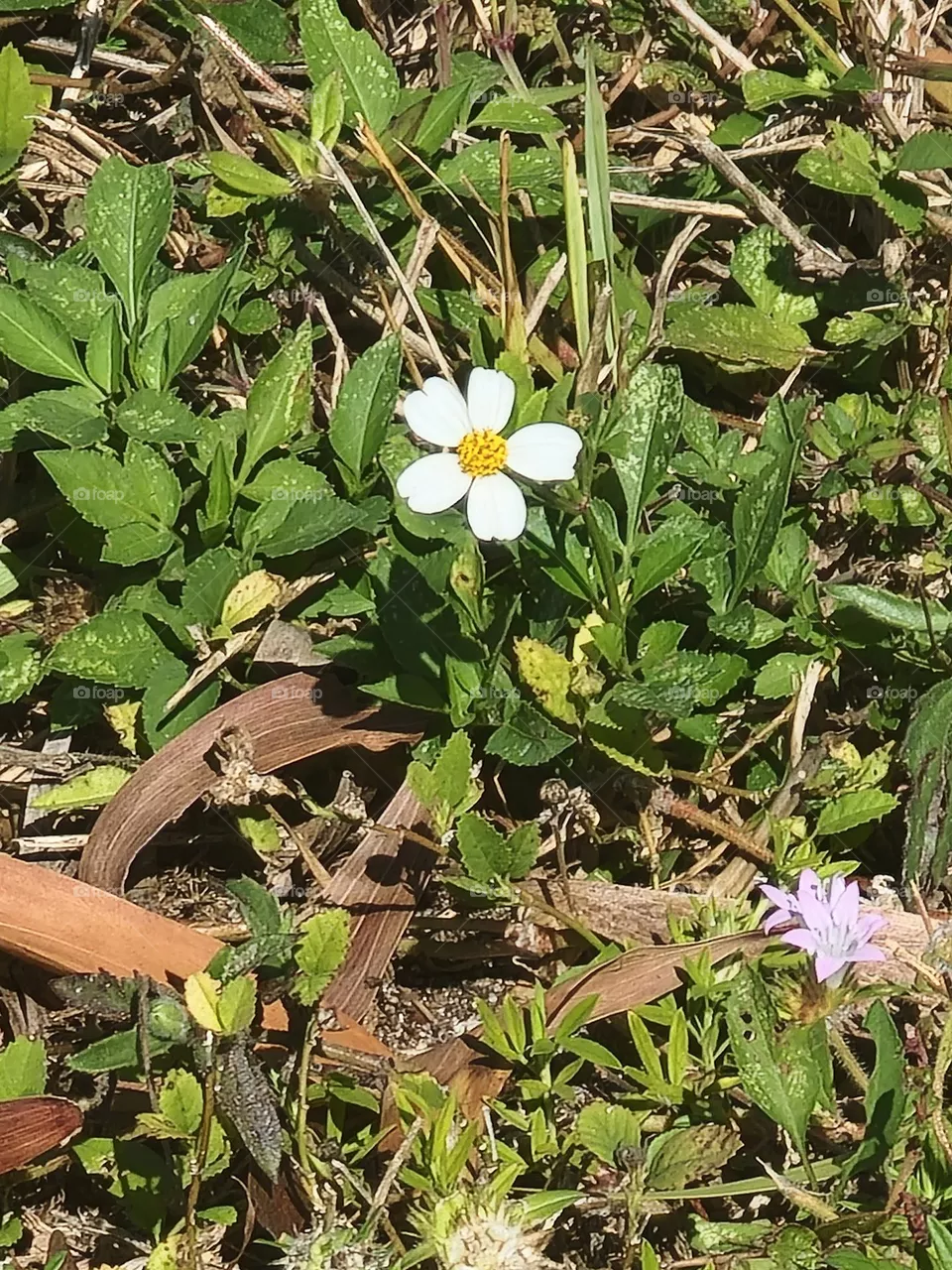 Just a lonely weed.