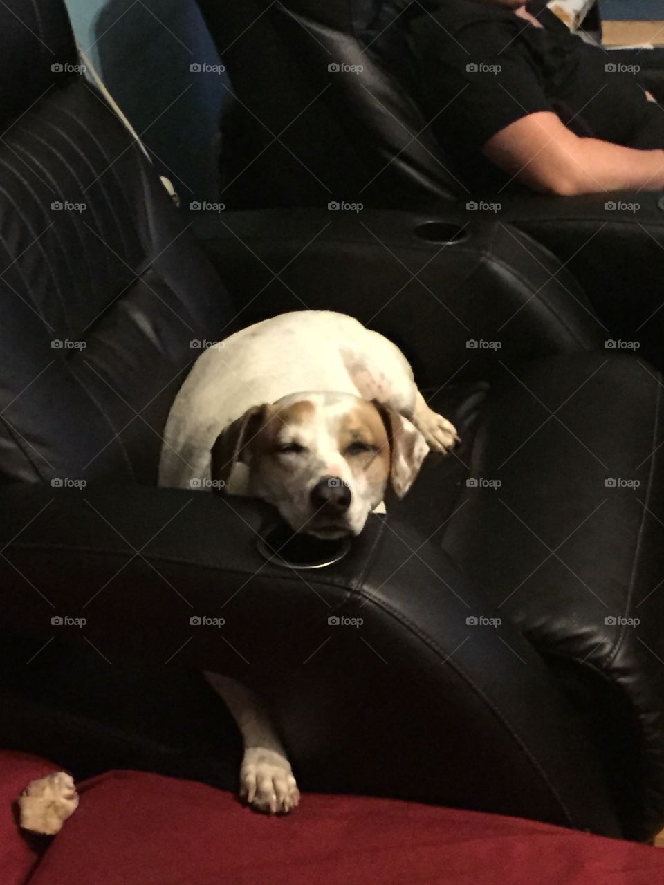 Snoopy on the couch . Snoopy on the couch sleeping 