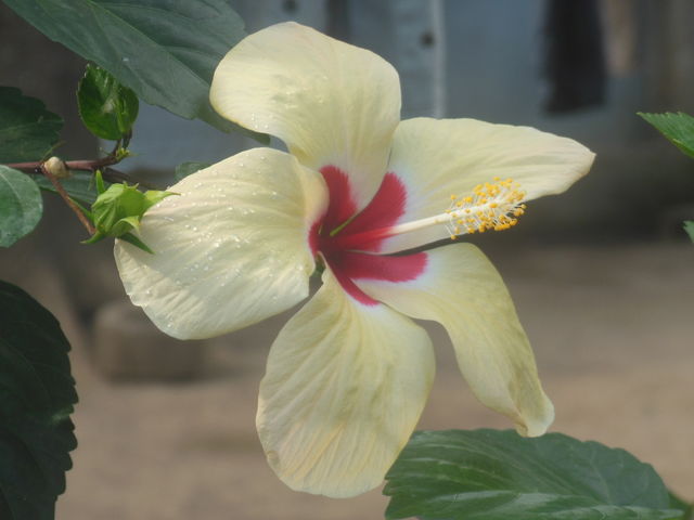 flower in the