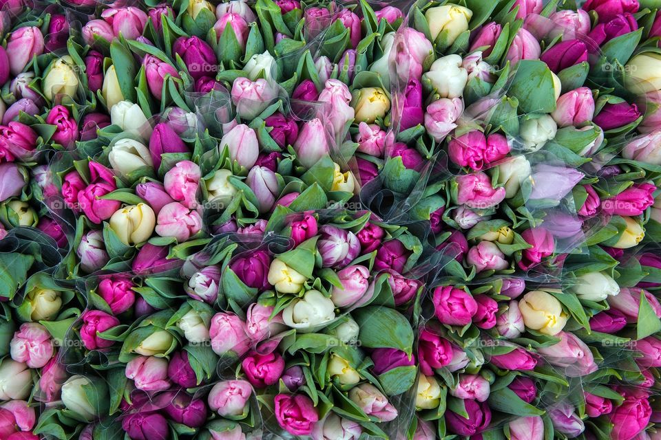 Full frame of tulip flowers