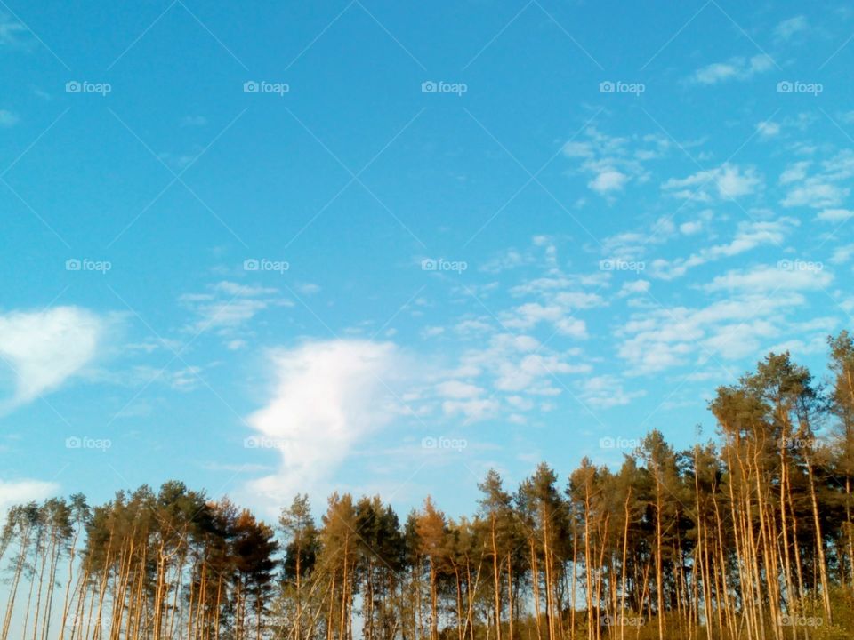 No Person, Tree, Landscape, Nature, Wood