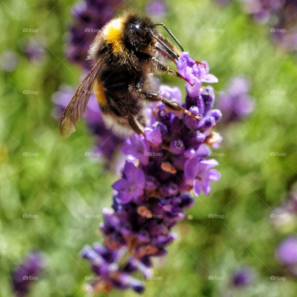 Bumblebee on lavender 