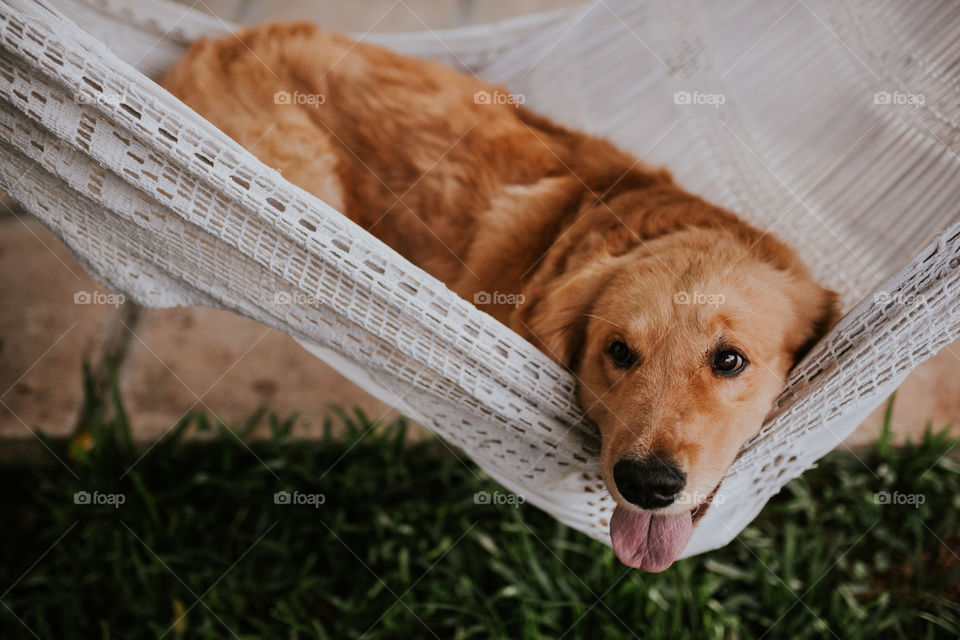 Golden retriever resting 