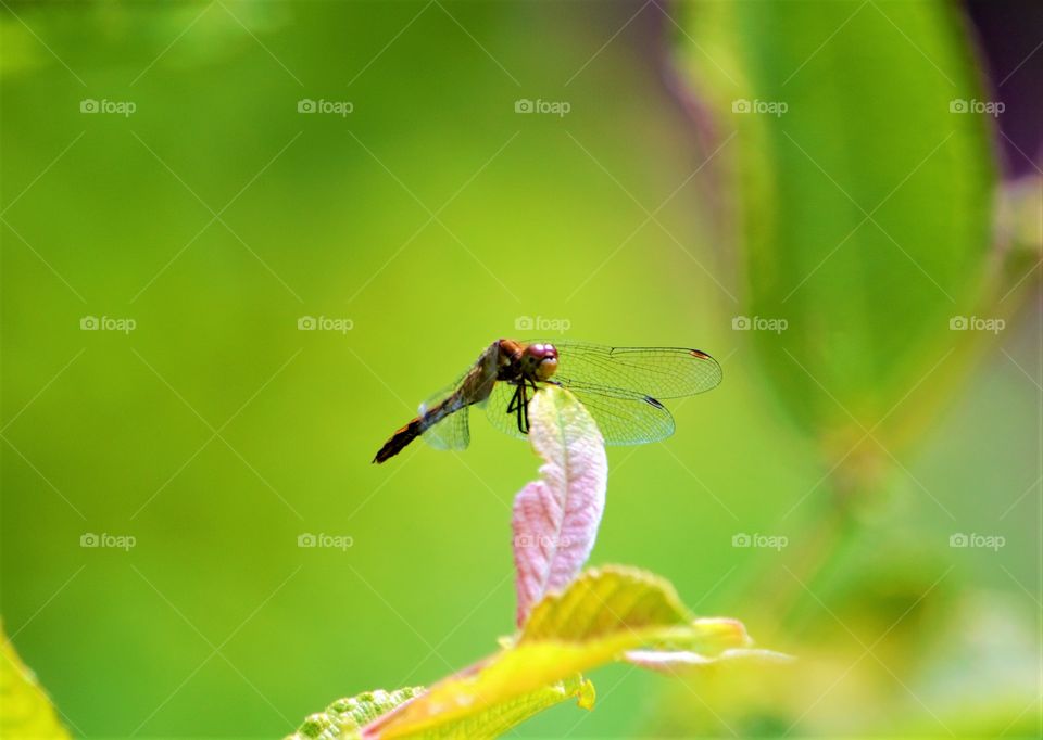 Dragonfly, Sandown, NH