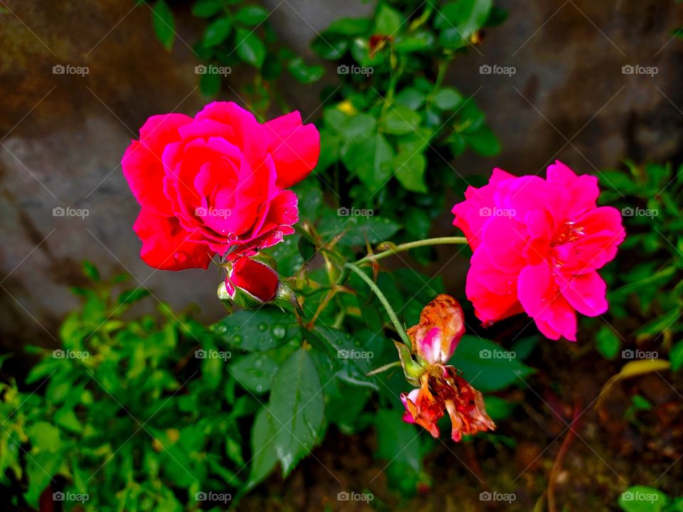 beautiful Rose