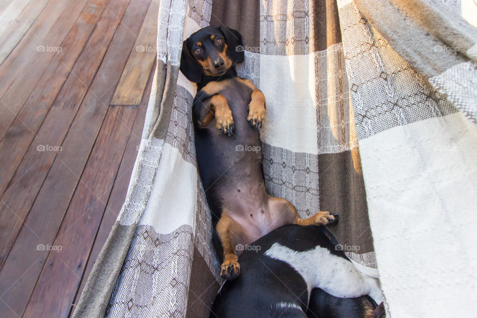 Dog chilling in the hammock