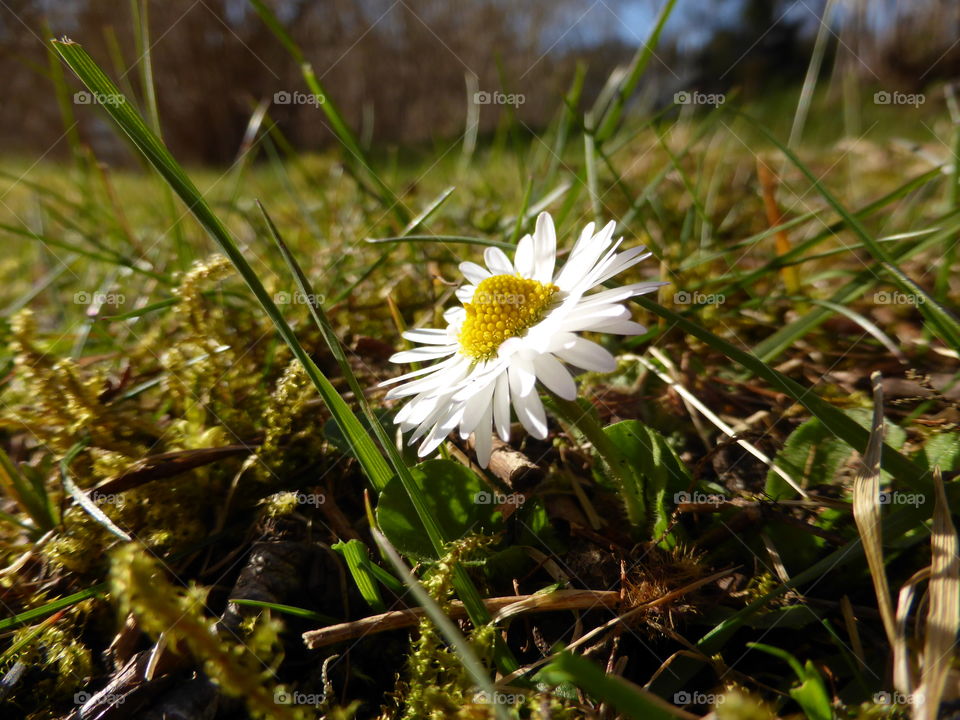 A daisy looking up to the sun