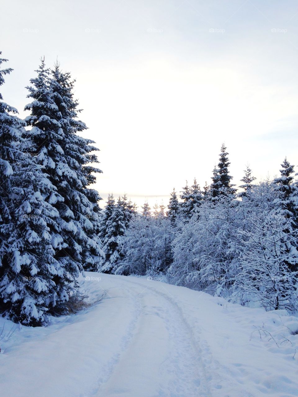 Winter Forest