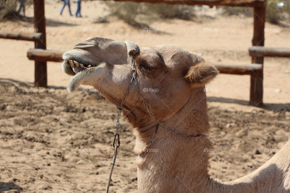 A camel chewing