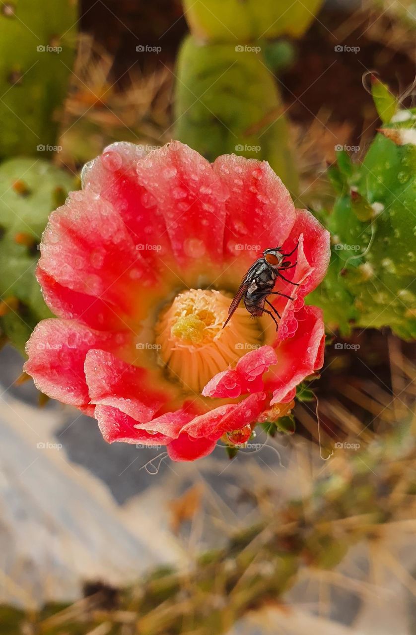 thirsty fly , sitting on a cactus blossoms