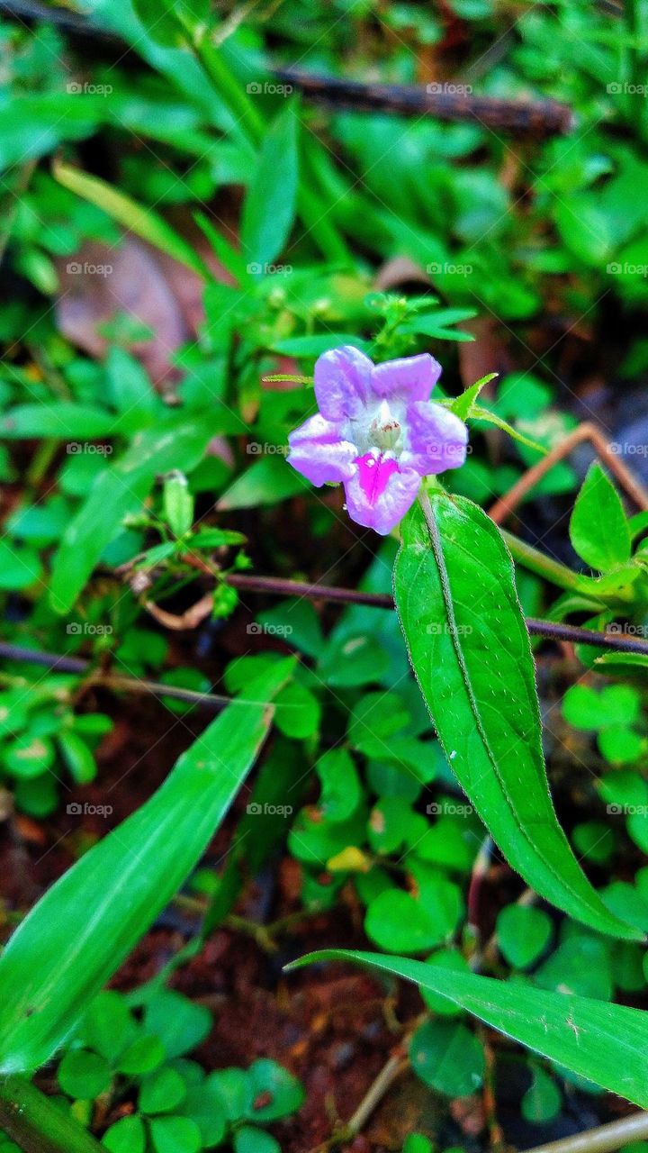 Small beautiful flowers grow wild on the edge of the garden