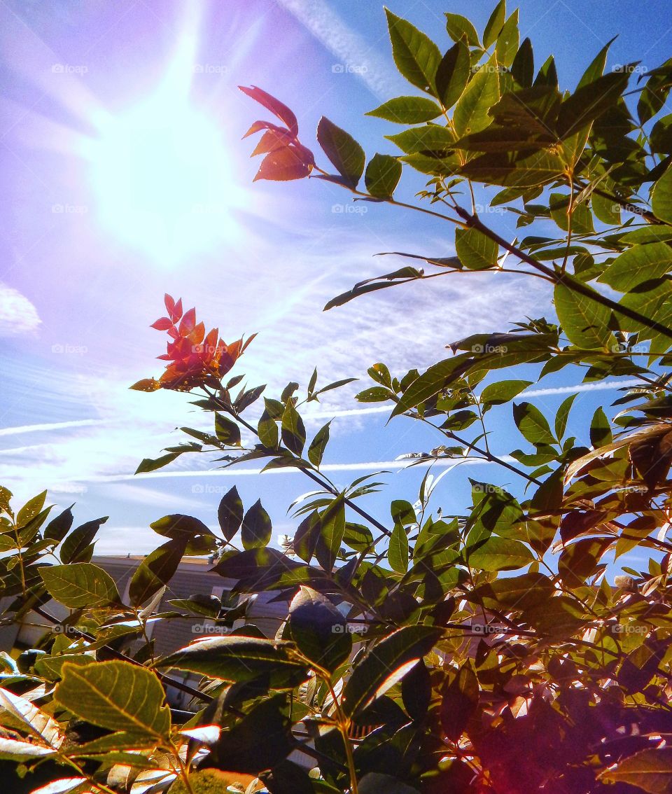 peering through branches at the lines in the sky