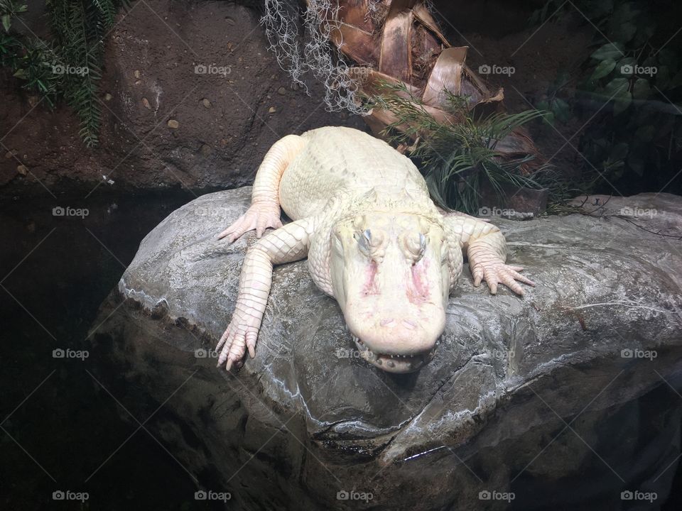 Crocodile albino 