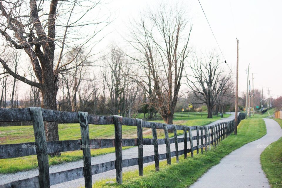 country road with trees and a picket wooden fence