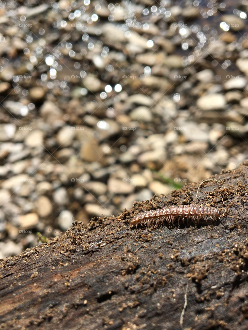 A centipede oblivious to Covid-19 .... nature continues ... snapped whilst on my daily walk today 