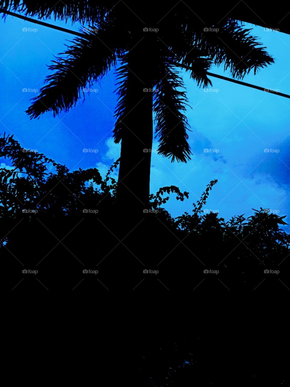 Dark coconut tree at evening