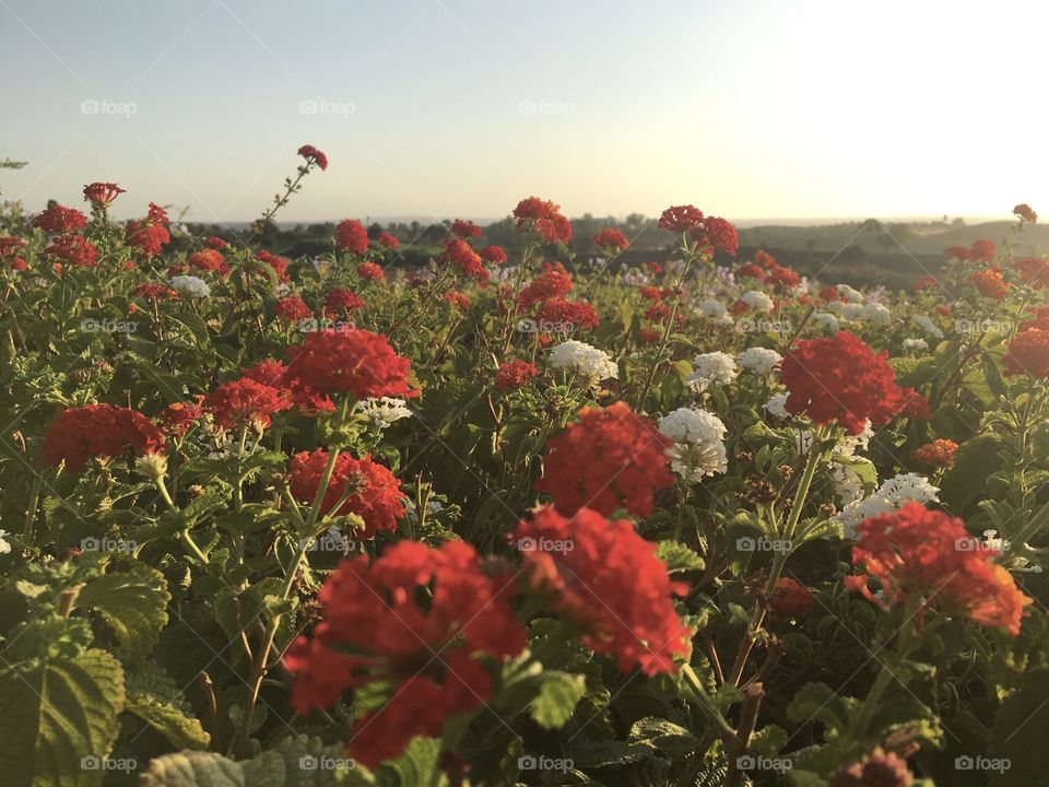 Morning sunlight on blooming flowers