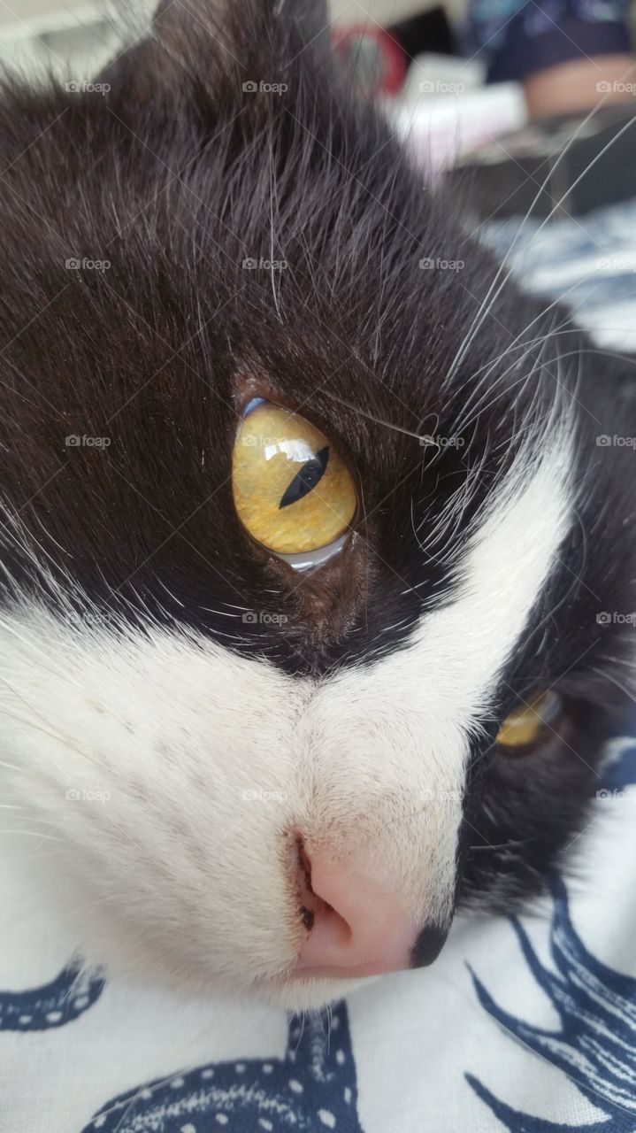 Close-up of cat's face
