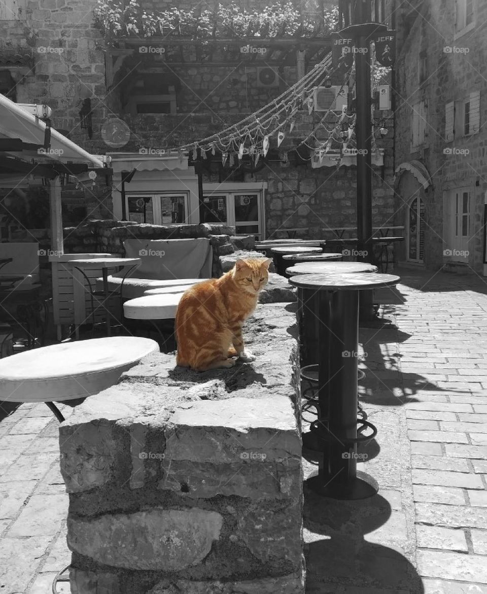 Cat in Budva