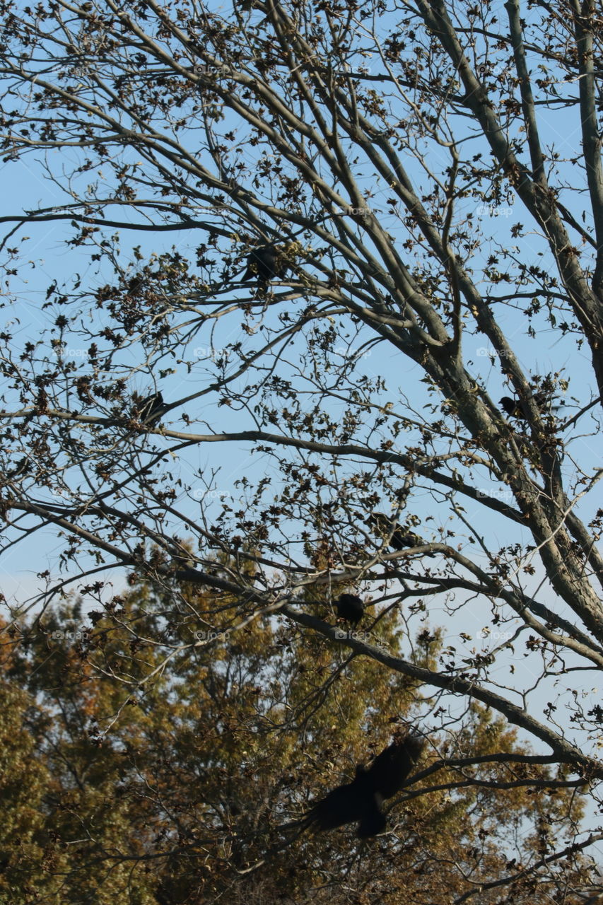 Crows in a tree in autumn.
