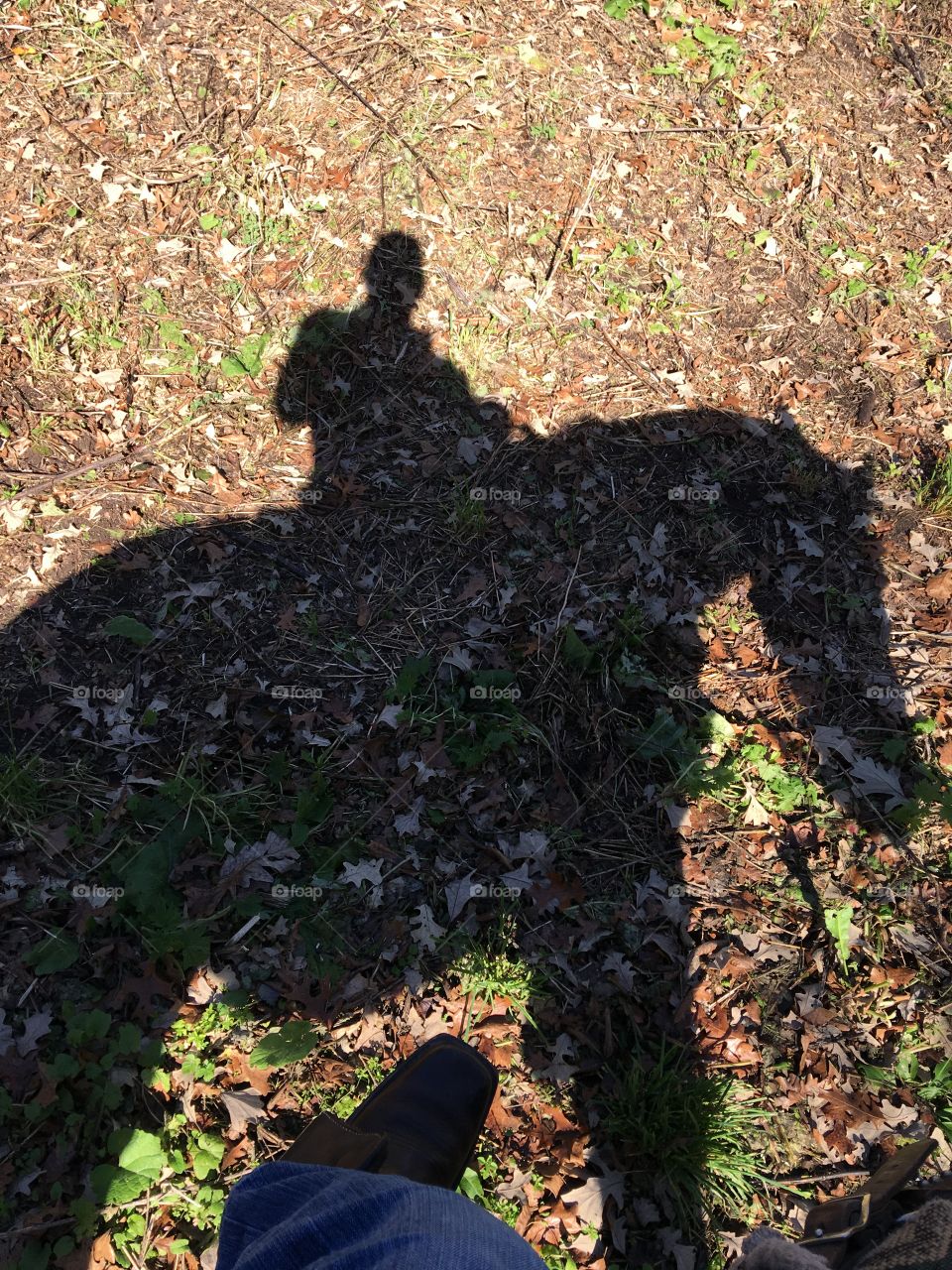 Horse shadow