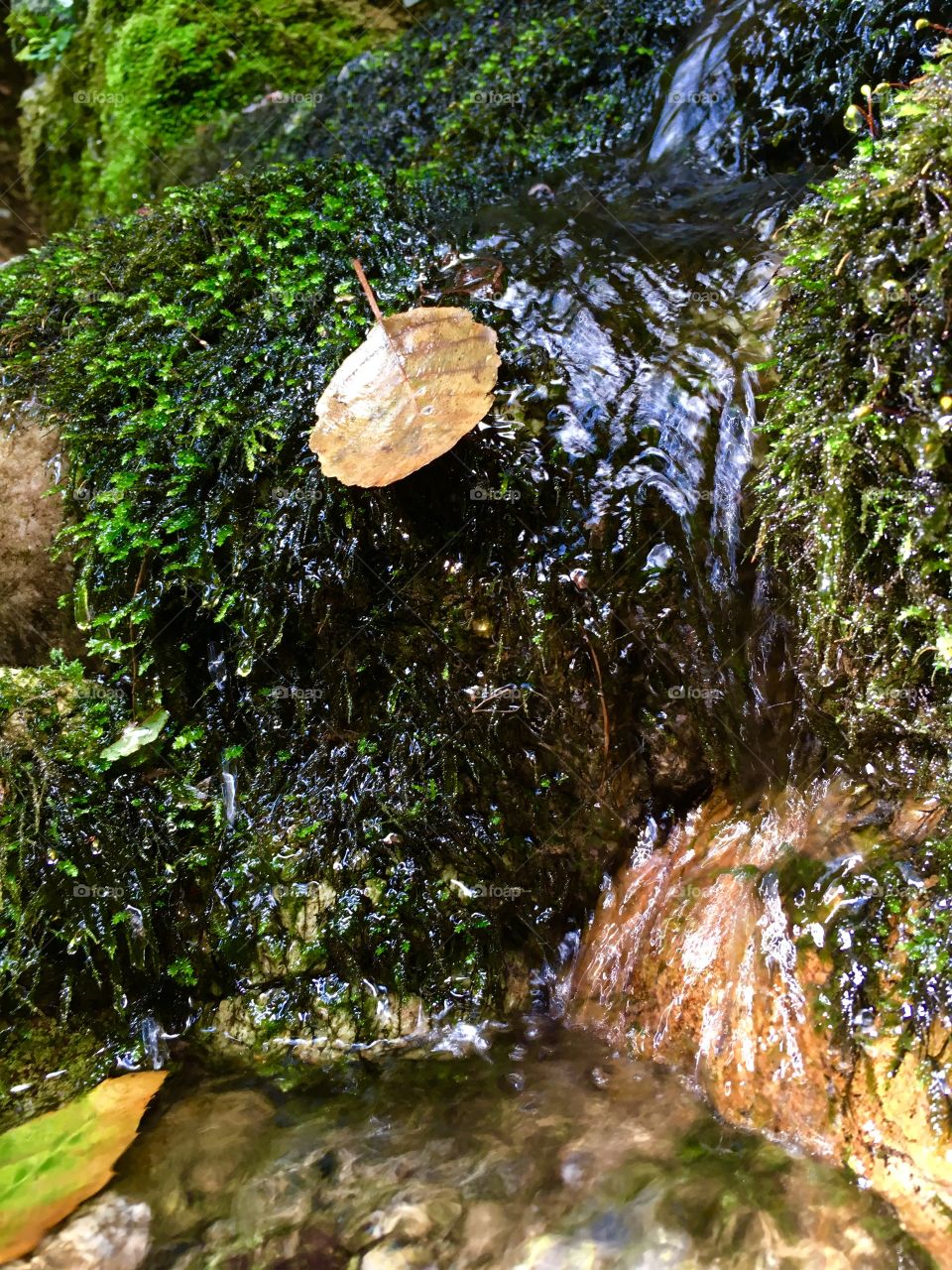 source of water that generates the river Seveso in the regional park of Spina Verde