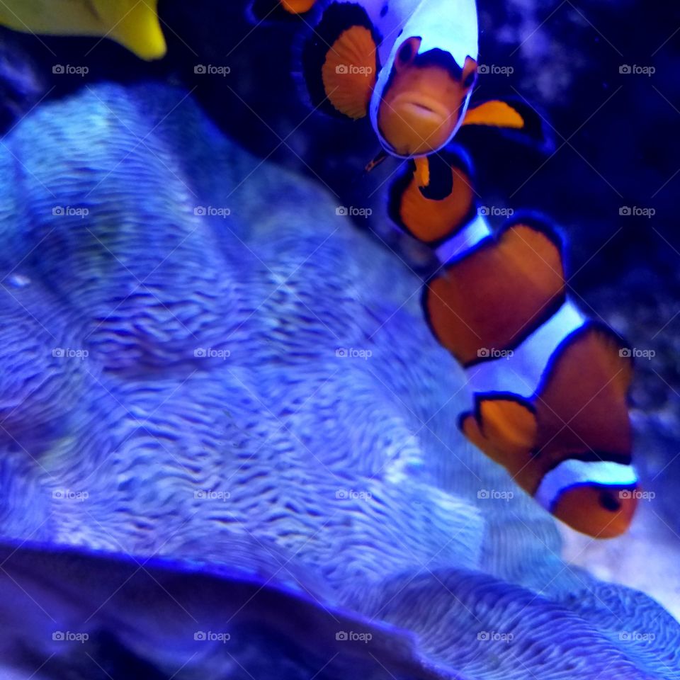 clownfish