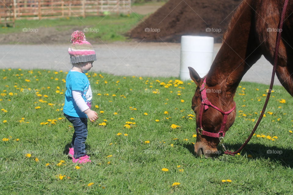 toddler and horse