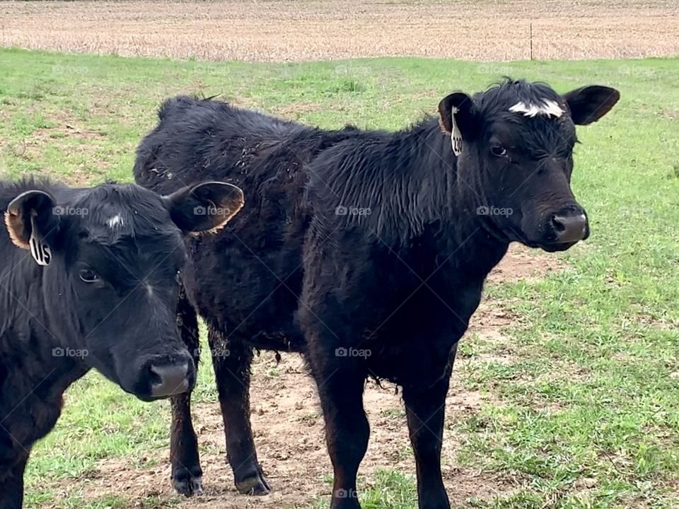 Two female feeder yearlings in a pasture