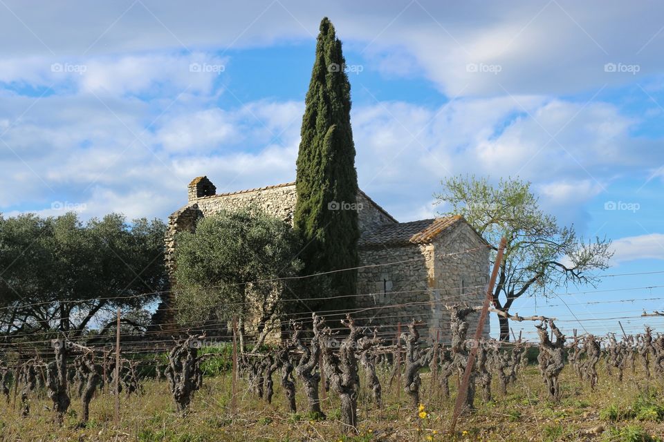 the pine ans the chapel