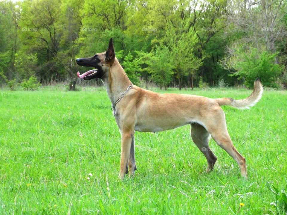 Dog shepherd malinois