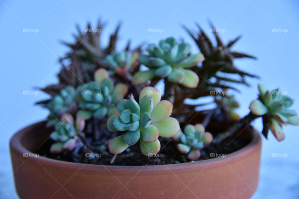 Close-up of potted plant