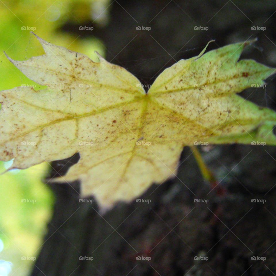 Leaf