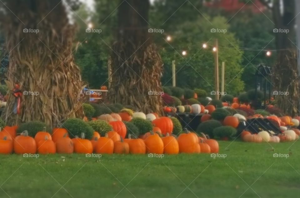 Pumpkins in the fall