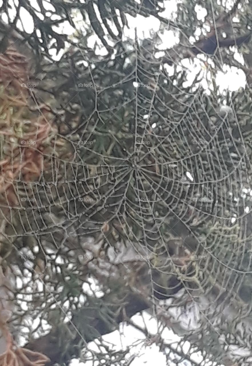 spiderweb