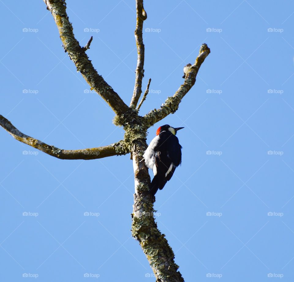 a red-headed woodpecker perched in a tree