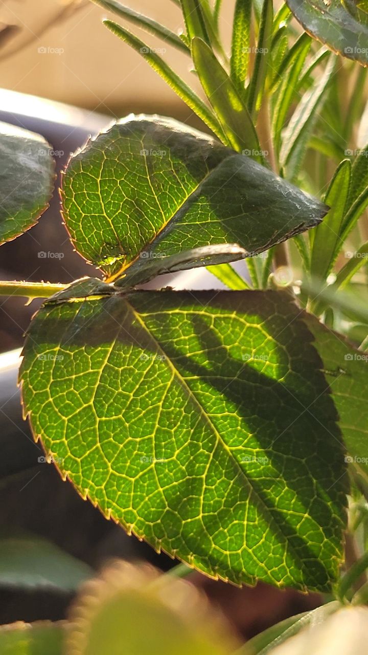 leaves
