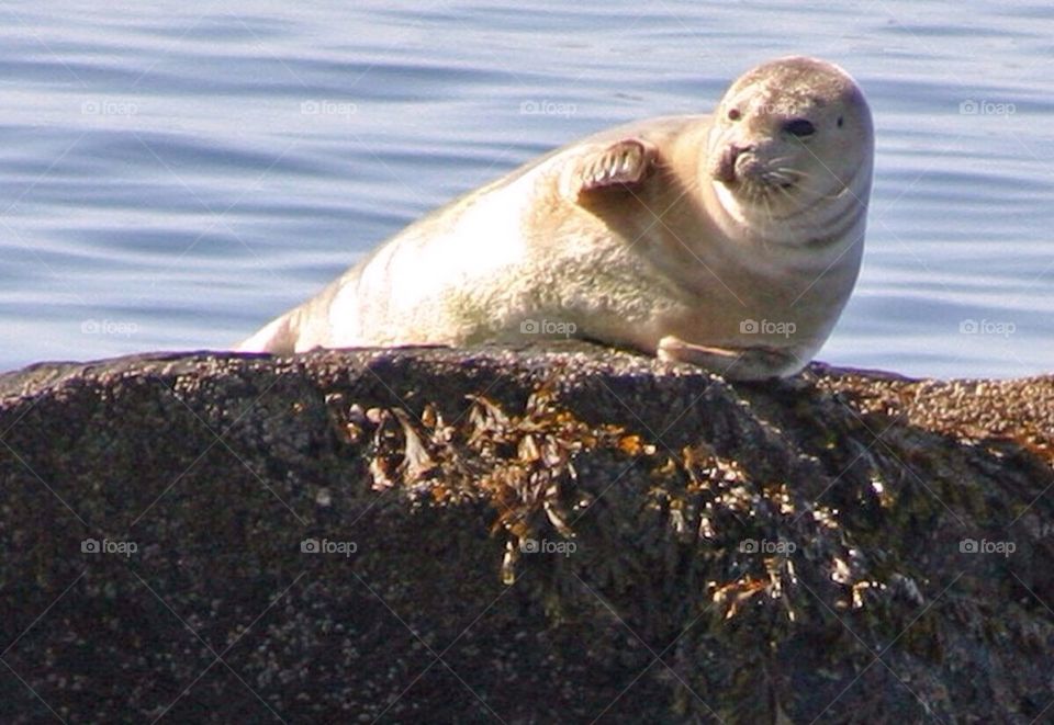 Harbor seal