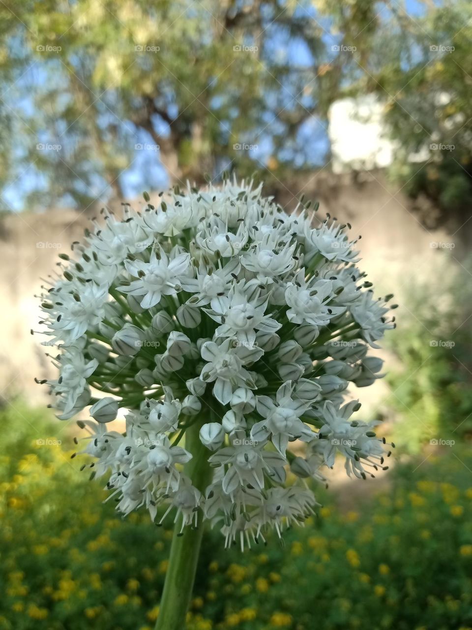 flower onion flower
