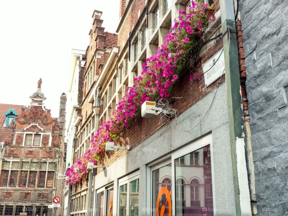 Flores en la baranda