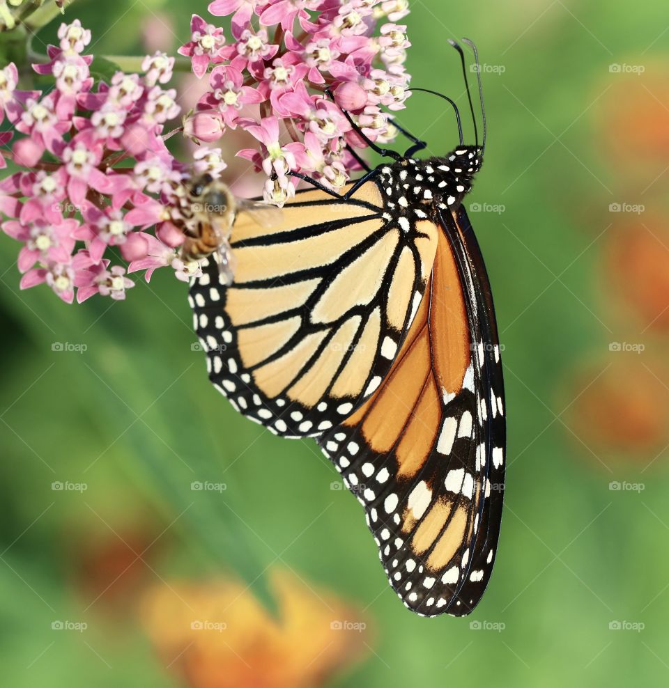 Focus on a Beautiful monarch butterfly on milkweed flowers with a shallow depth of field 