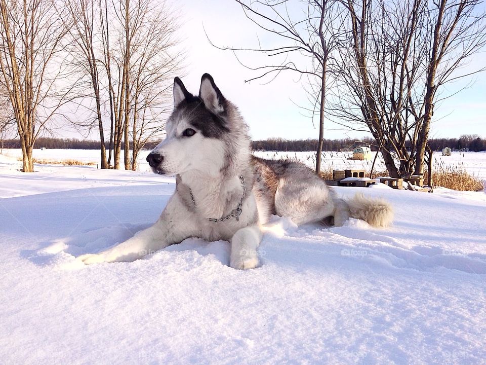 Husky dogs resting in snow