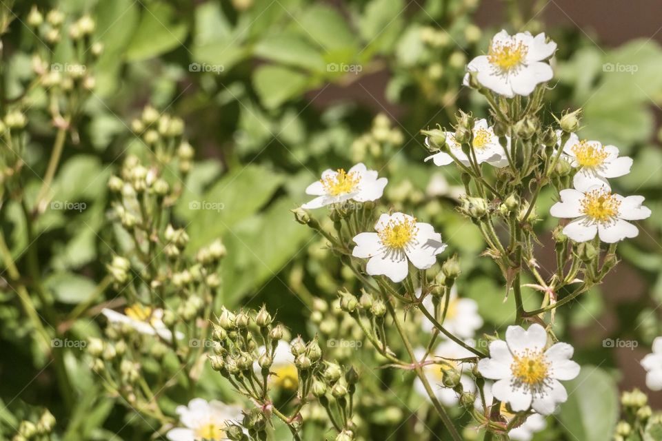 Beautiful white flower in the garden