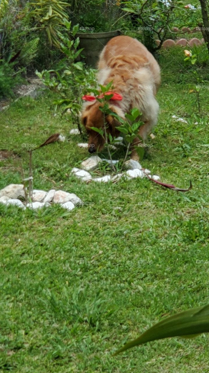 my cute golden retriever in my Secret Garden
