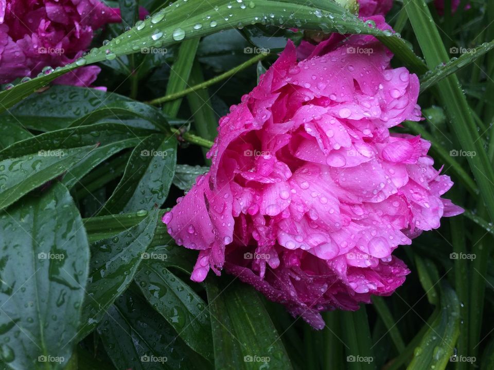 Peonies at the zoo