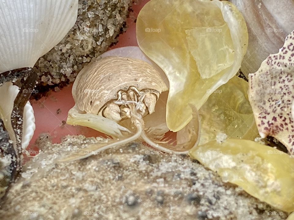 Focus on the difference crab skeleton we found at the beach.  It was amongst other treasures found that day. 