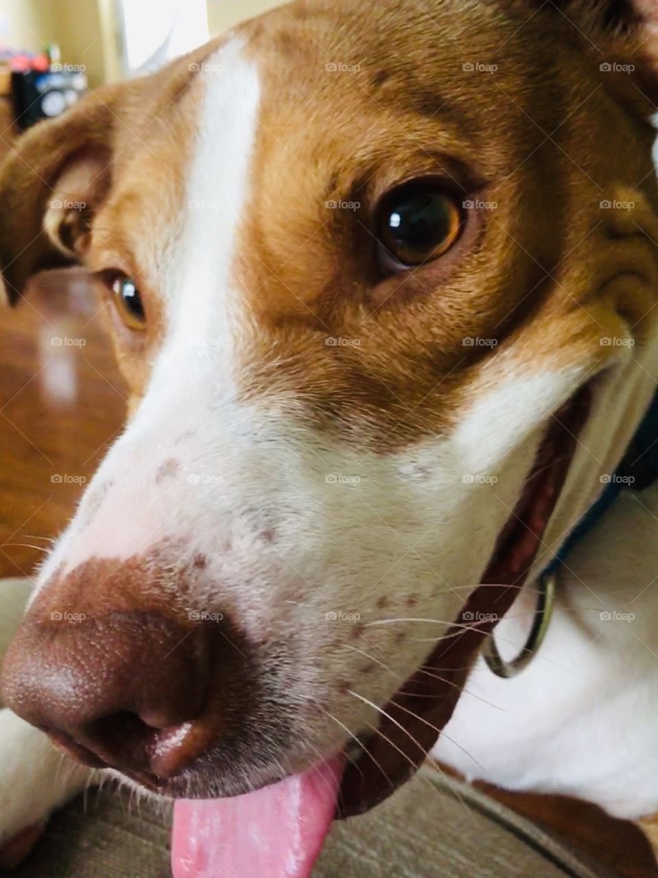Beautiful rescue pitbull smiling in his fur-ever home 🏠