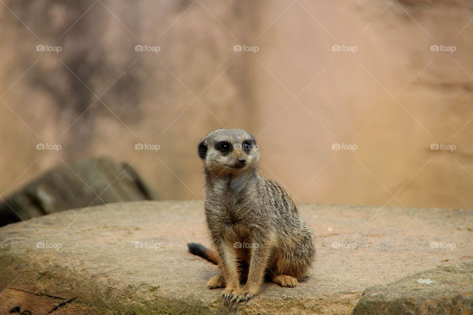 mammals brown animals meerkat by stef79