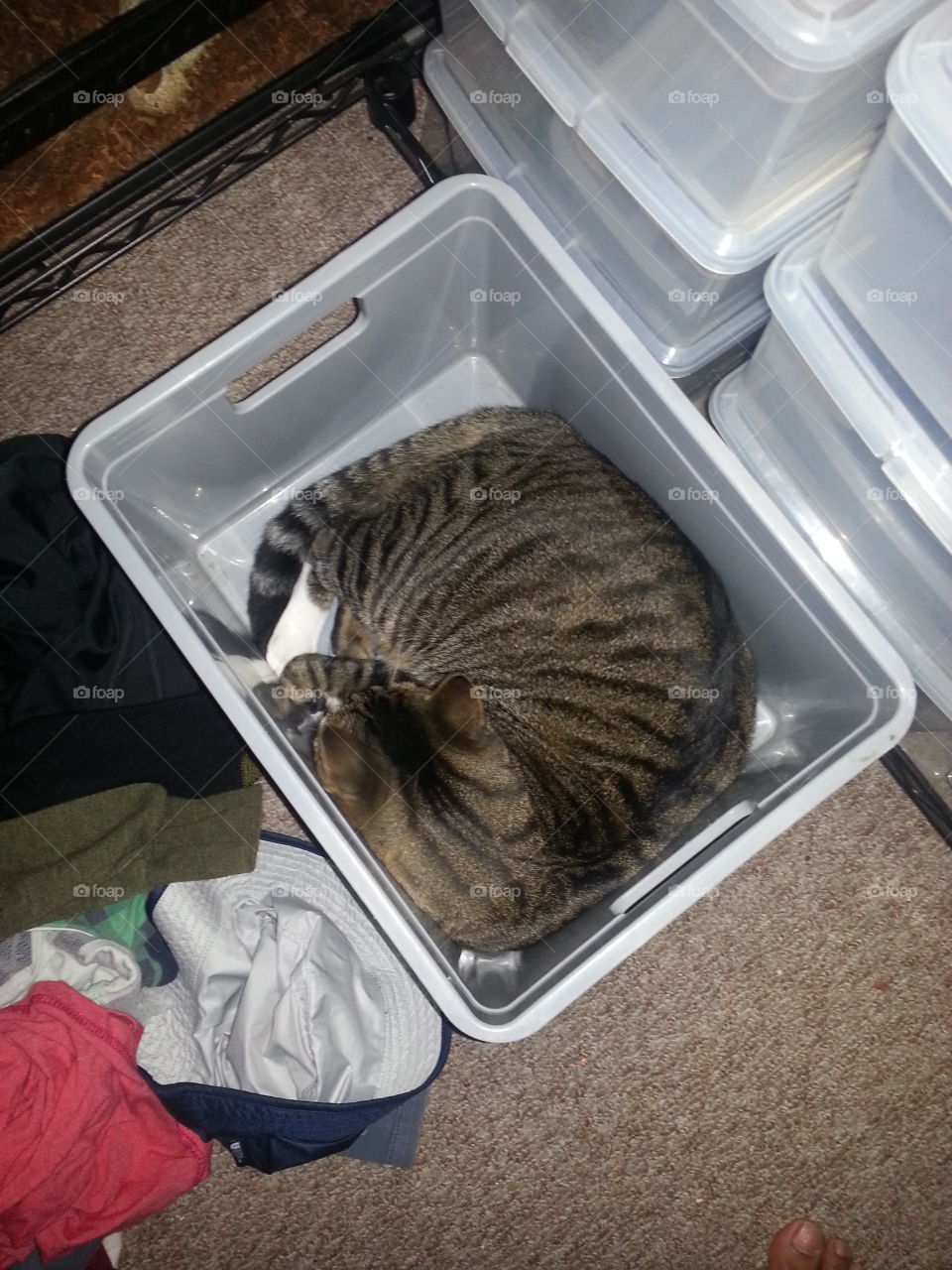 Cats will sleep anywhere
